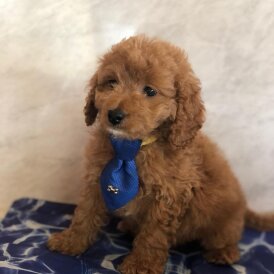 Cavapoo - Both