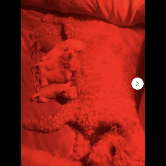 Cavapoo - Both