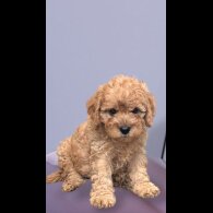 Cavapoo - Both
