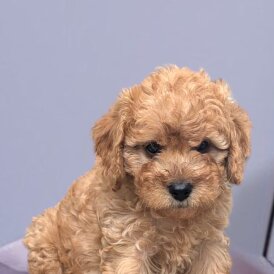 Cavapoo - Both