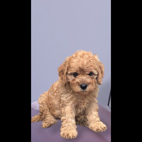 Cavapoo - Both