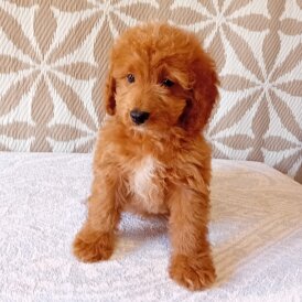 Cavapoo - Both