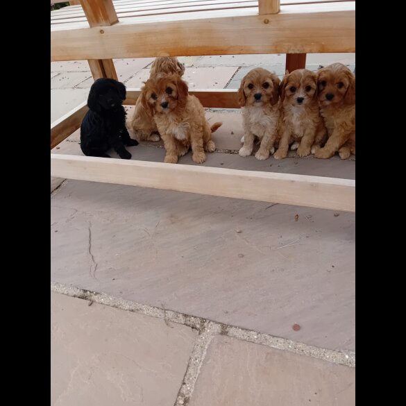 Cavapoo - Both