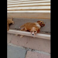 Cavapoo - Both