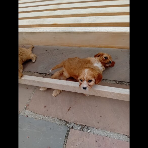 Cavapoo - Both