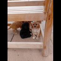 Cavapoo - Both
