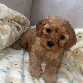 Cavapoo - Both