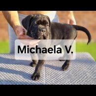 Cane Corso - Both
