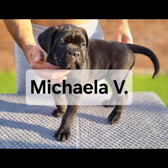 Cane Corso - Both