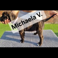 Cane Corso - Both