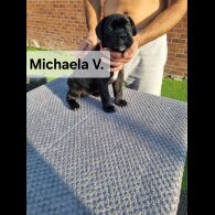 Cane Corso - Both