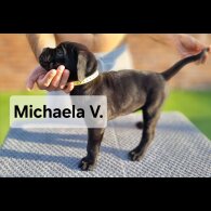 Cane Corso - Both