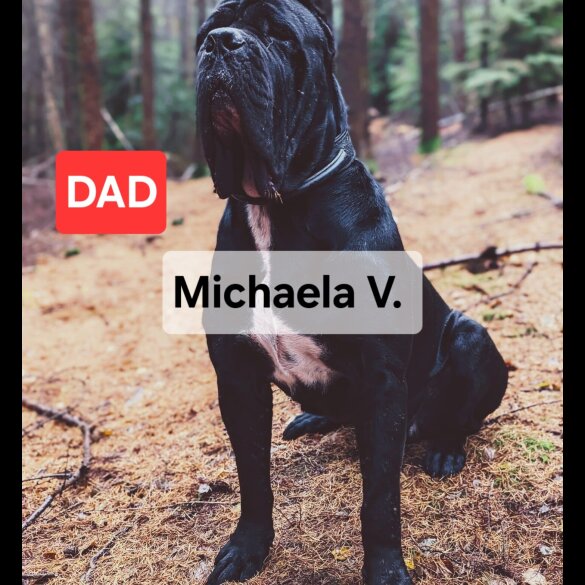 Cane Corso - Both