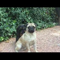 Pug