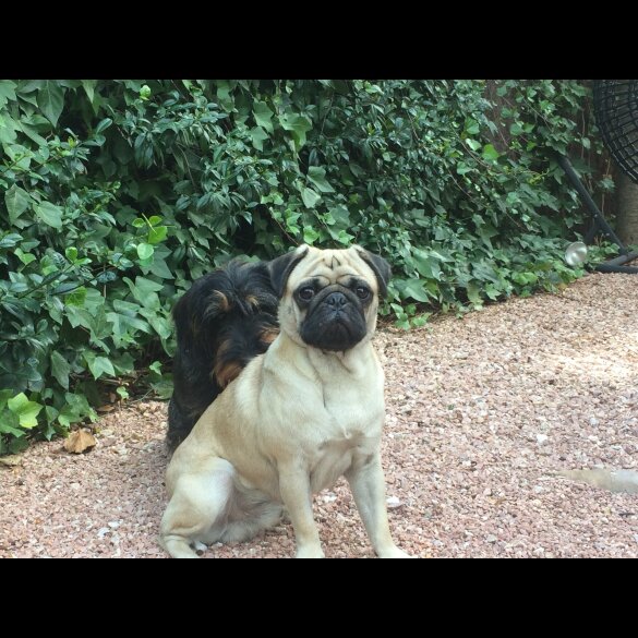 Pug