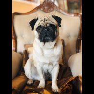 Pug