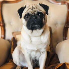 Pug