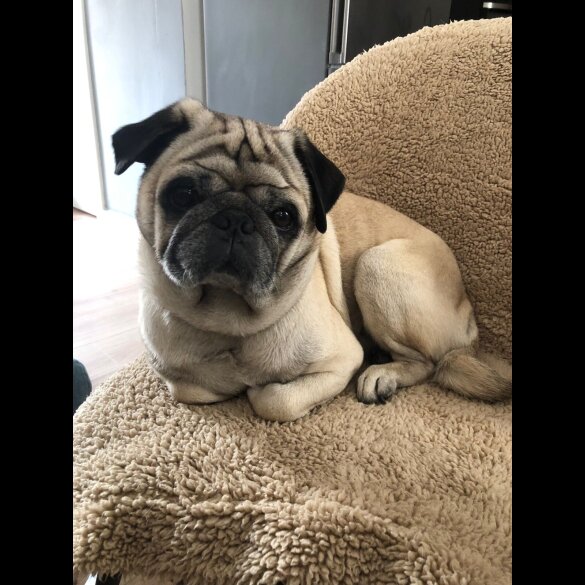 Pug