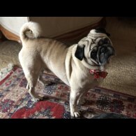 Pug