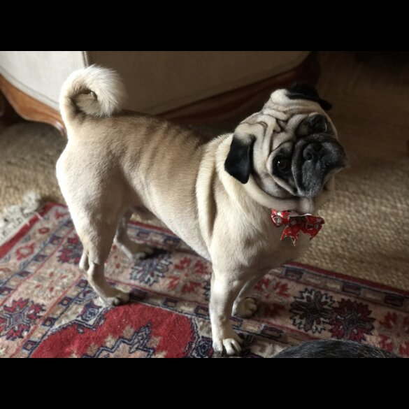 Pug