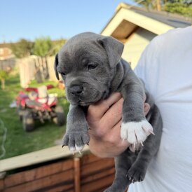Staffordshire Bull Terrier - Both