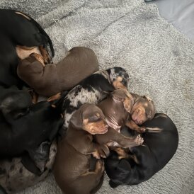 Dachshund (Standard &amp; Miniature) - Both