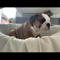 English Bulldog - Both