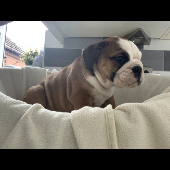 English Bulldog - Both
