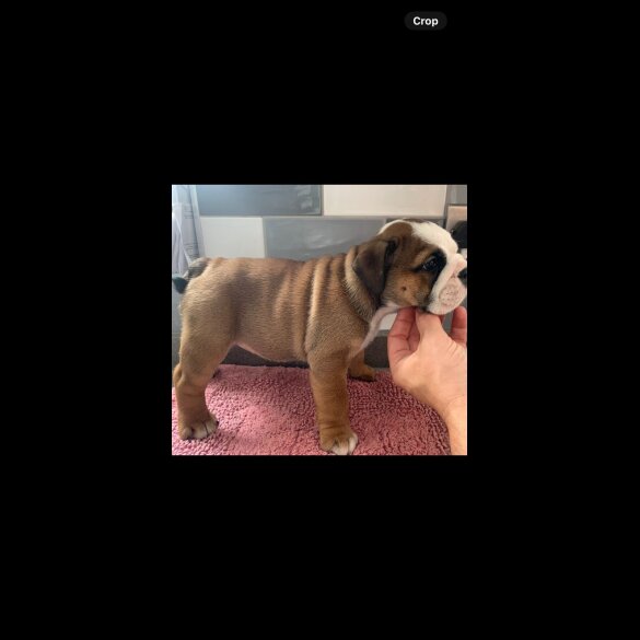 English Bulldog - Both