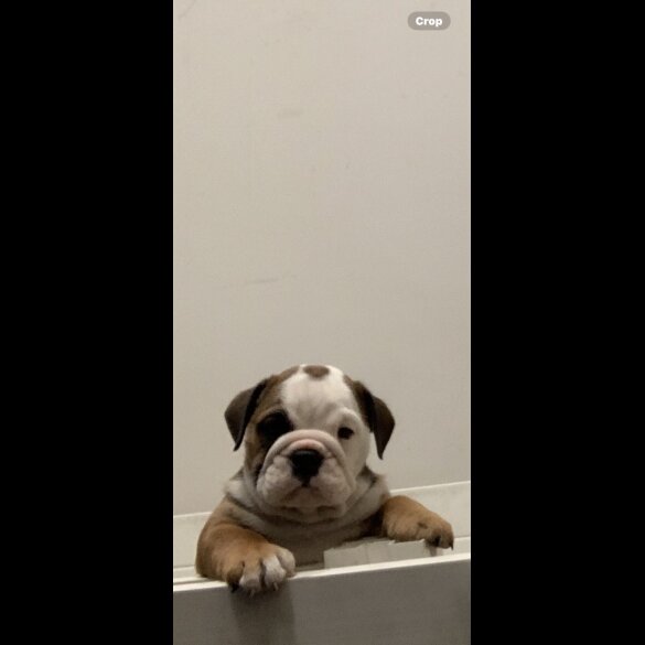 English Bulldog - Both