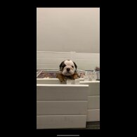 English Bulldog - Both