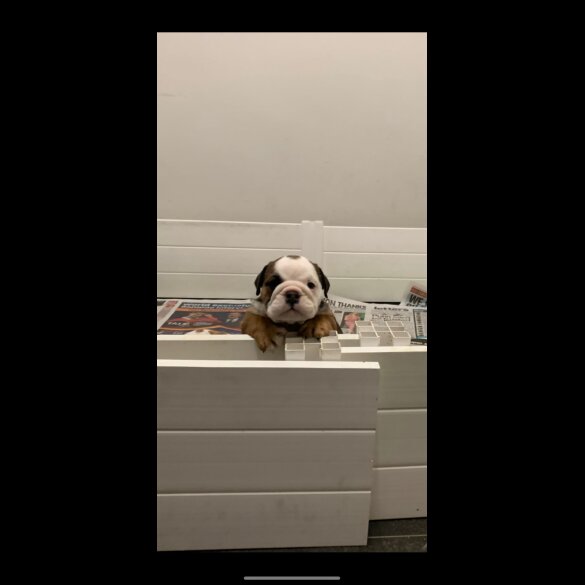 English Bulldog - Both