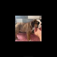 English Bulldog - Both