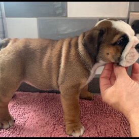 English Bulldog - Both