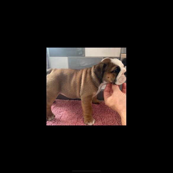 English Bulldog - Both