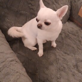 Chihuahua