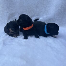 Mixed Breed - Both