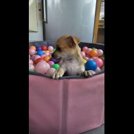 Chihuahua - Both