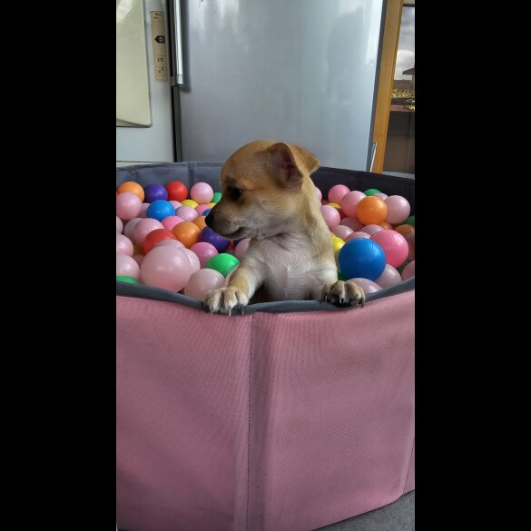 Chihuahua - Both