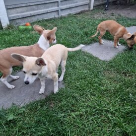Chihuahua - Bitches