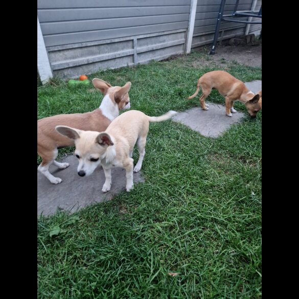 Chihuahua - Bitches