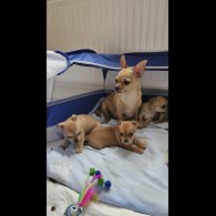 Chihuahua - Both