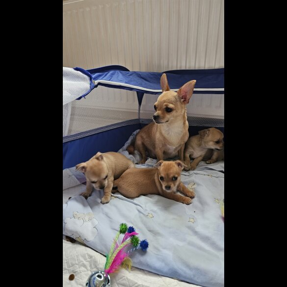 Chihuahua - Both