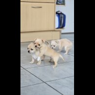 Chihuahua - Both
