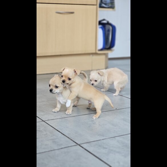 Chihuahua - Both