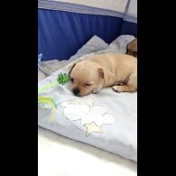 Chihuahua - Both