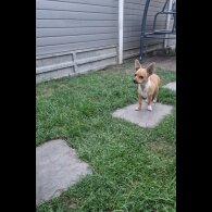 Chihuahua - Bitches