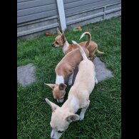 Chihuahua - Bitches