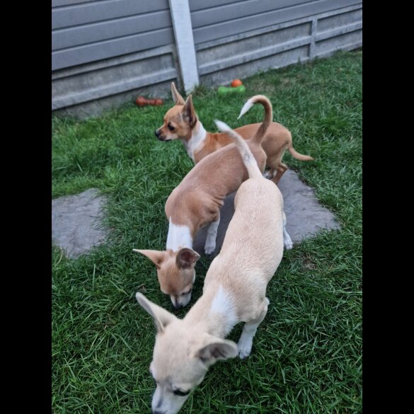 Chihuahua - Bitches