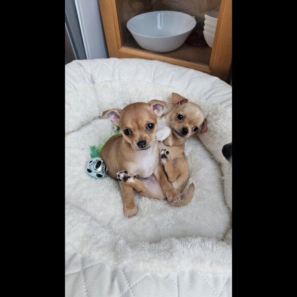 Chihuahua - Both